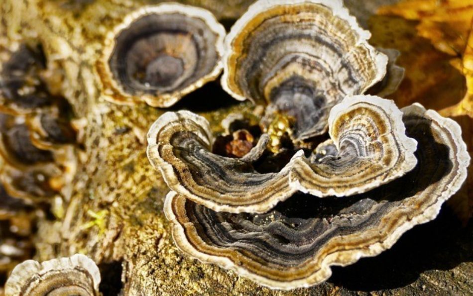 Trametes versicolor (Coriolus versicolor) e cancro: supporto durante la chemioterapia